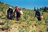 Myanmar Hill Tribe Trek (14 Days - 13 Nights)